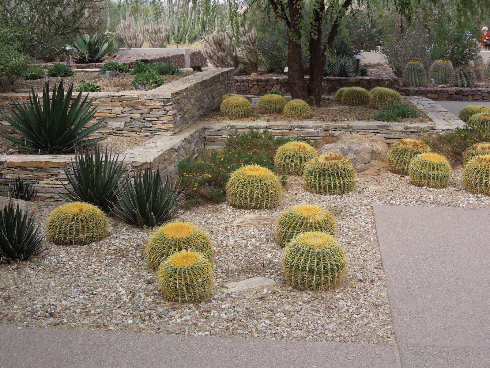 17 Front Yard Arizona Landscaping Ideas